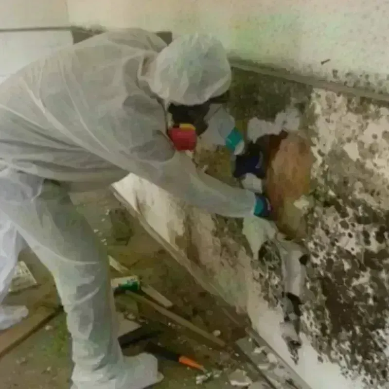 Mold Remediation and Removal in Murray County, OK